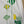 Ando - White - Small Women's Tee